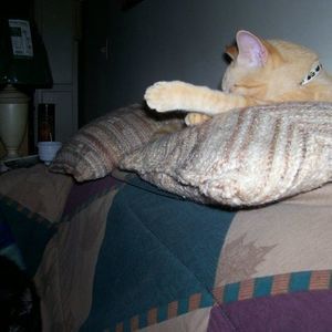 Meet your Posher, Kim a